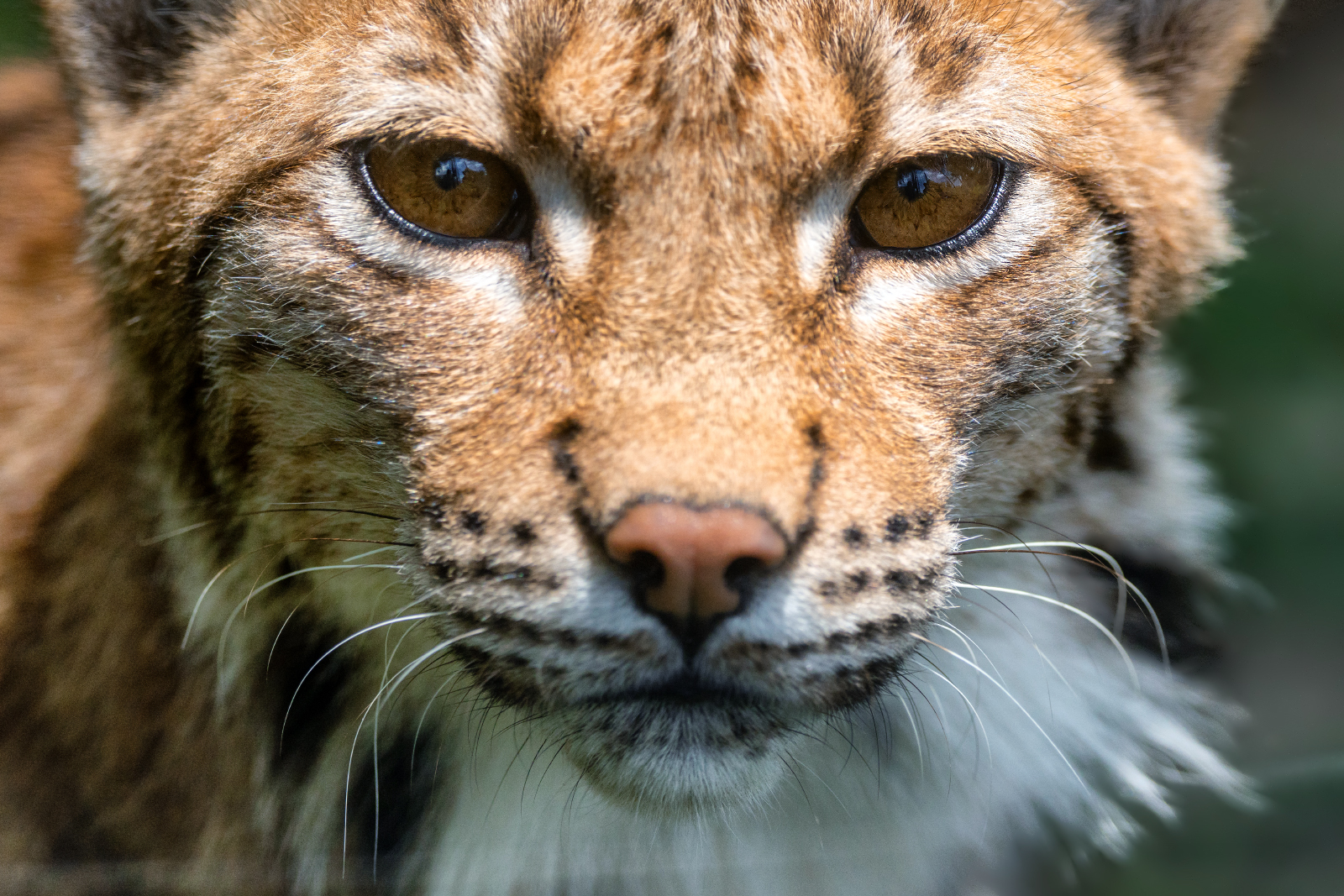 Luchs im Alpenzoo