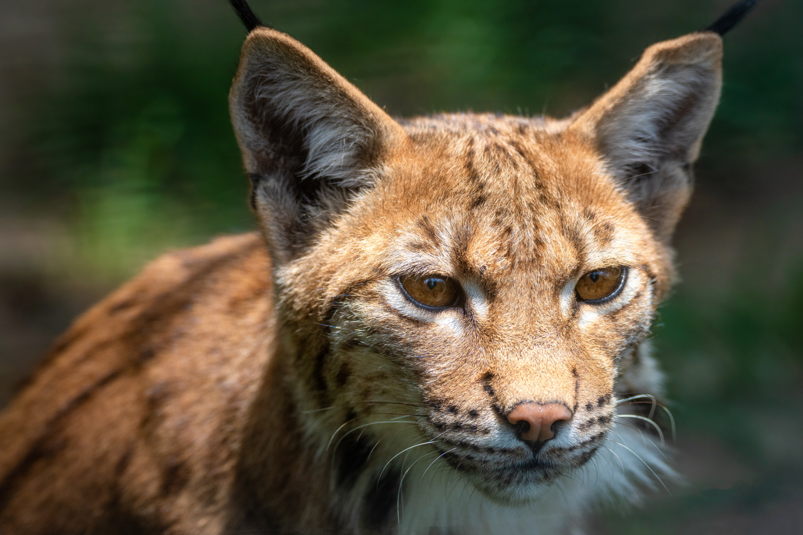 Luchs im Alpenzoo