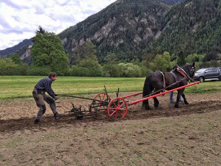 Von der Imperialgerste, die nun die Grundlage für das einzige in Tirol gebraute Bier bildet ... Foto: Werner Kräutler