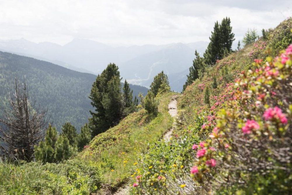 Gut ausgetreten ist der Pfad am Jochleitensteig.