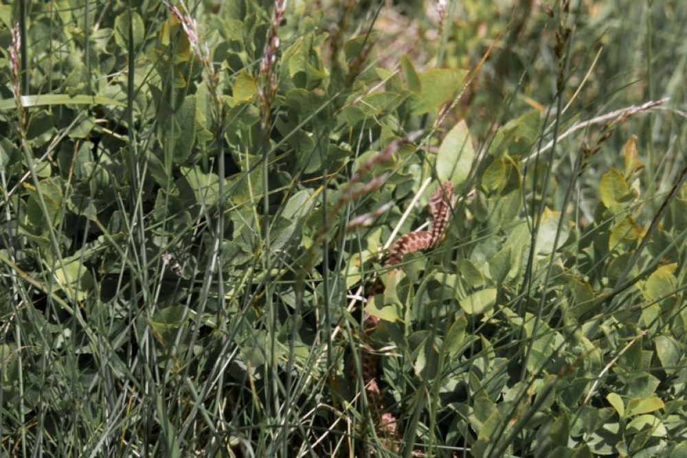 Eine Kreuzotter auf 2030m Seehöhe - und ein Argument mehr für feste Wanderschuhe.