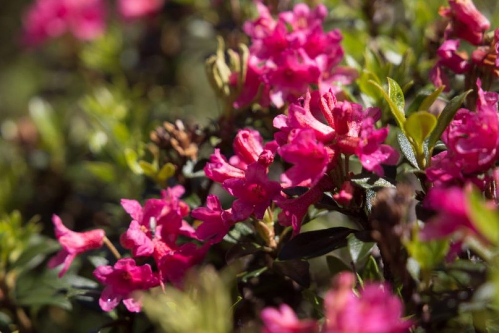 Beste Jahreszeit: zur Blühte der Almrosen, ca. Juni-Juli.