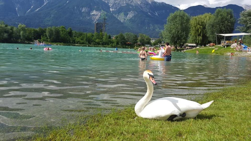 lago Baggersee cigno