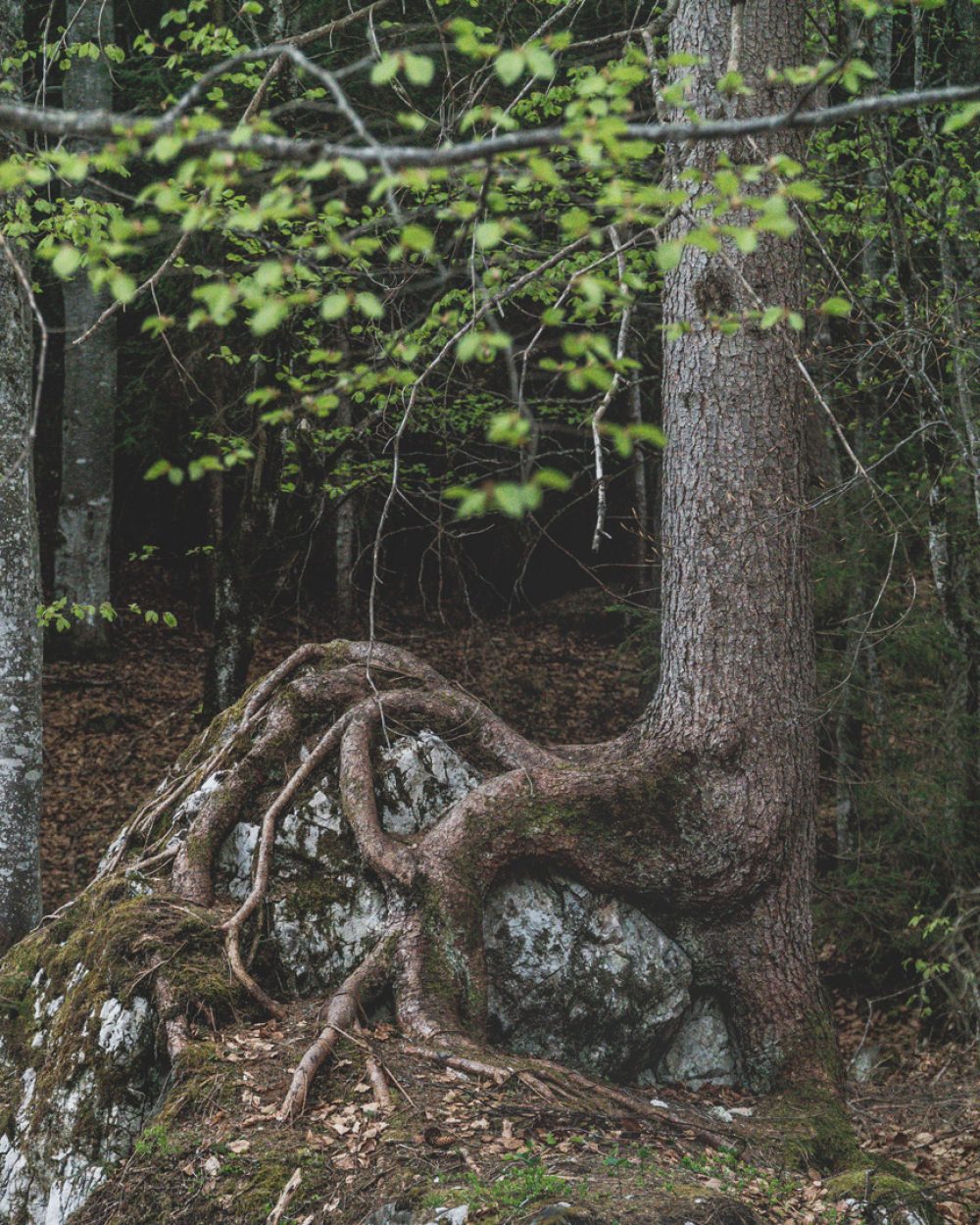 Hiking to Neue Alplhütte // myinnsbruck