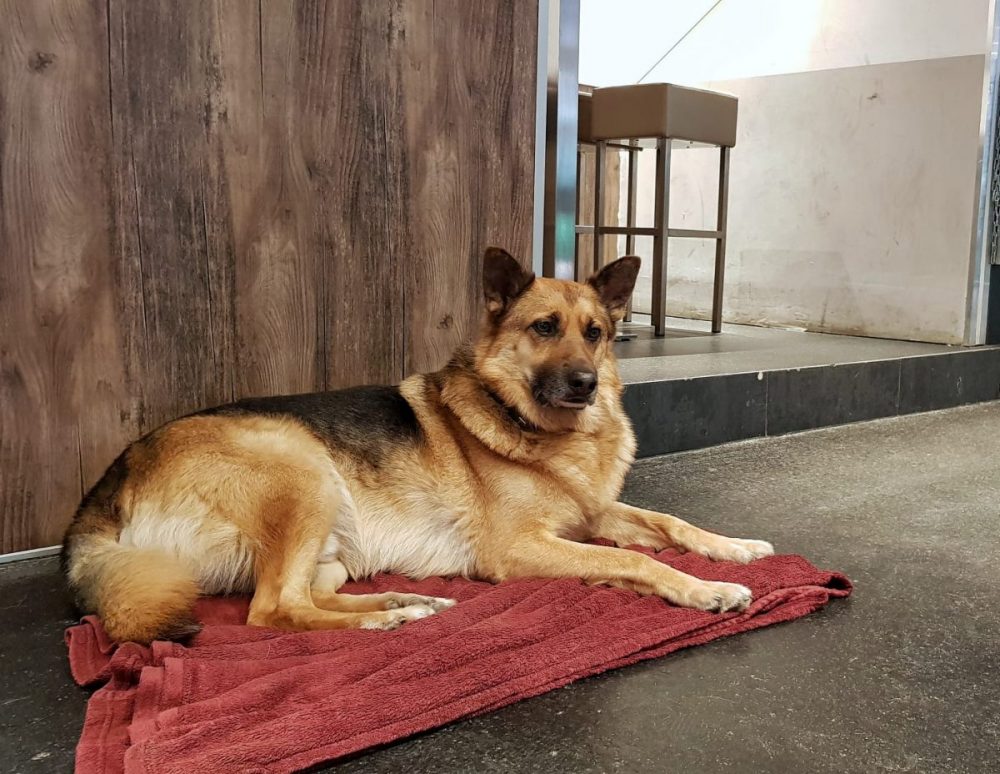 Wachhund Mozart im Hofgarten