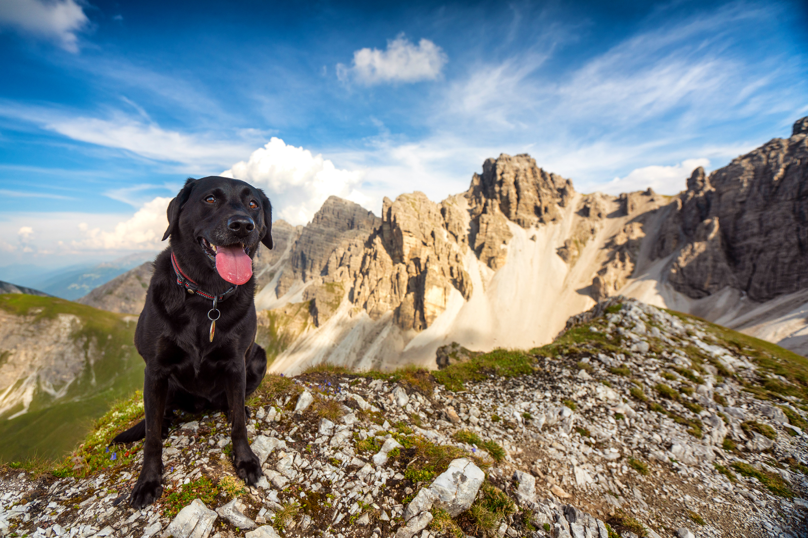 Labrador Axamer Lizum