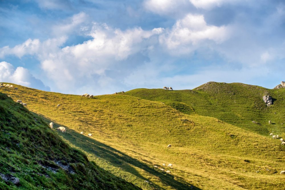 Widdersbergsattel
