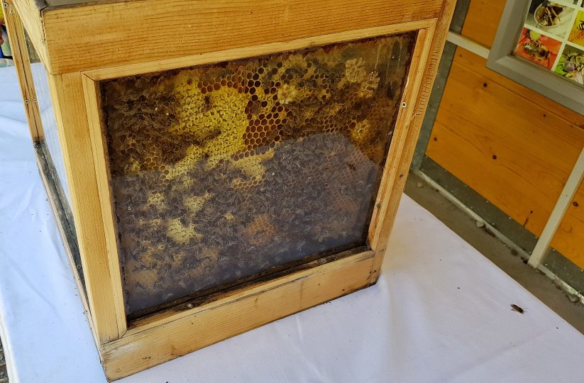 Bienenstock von Innen