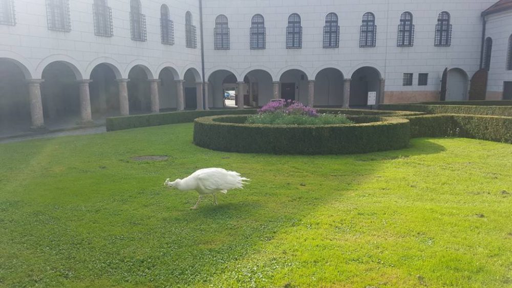 pavone bianco castello Ambras