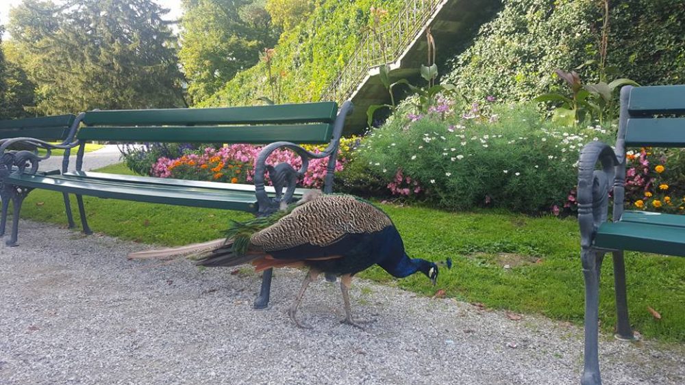 pavone colorato castello Ambras