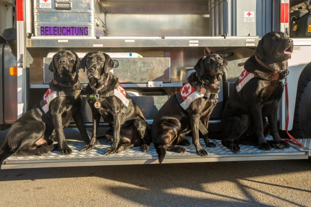 Labradore des Roten Kreuzes