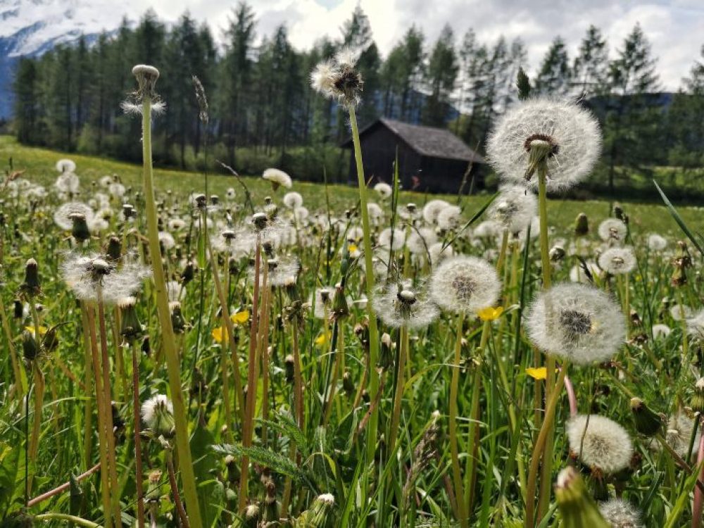 Feld mit Löwenzahn