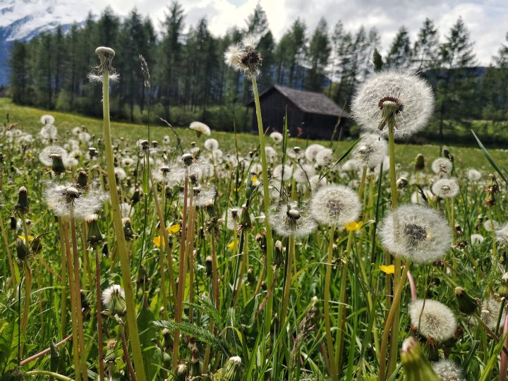 Feld mit Löwenzahn
