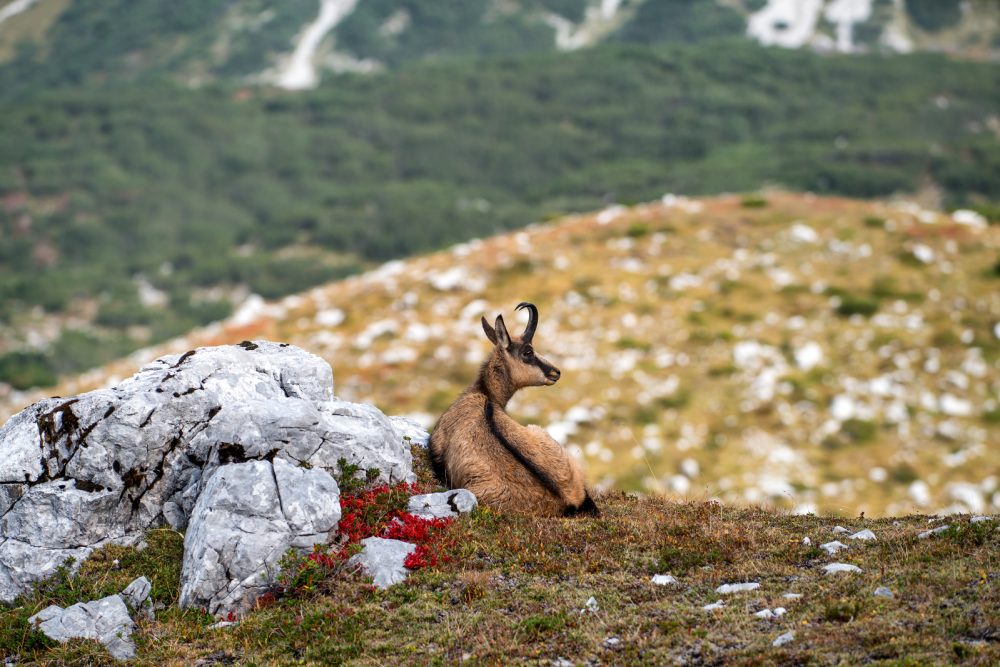 Gemse Nordkette