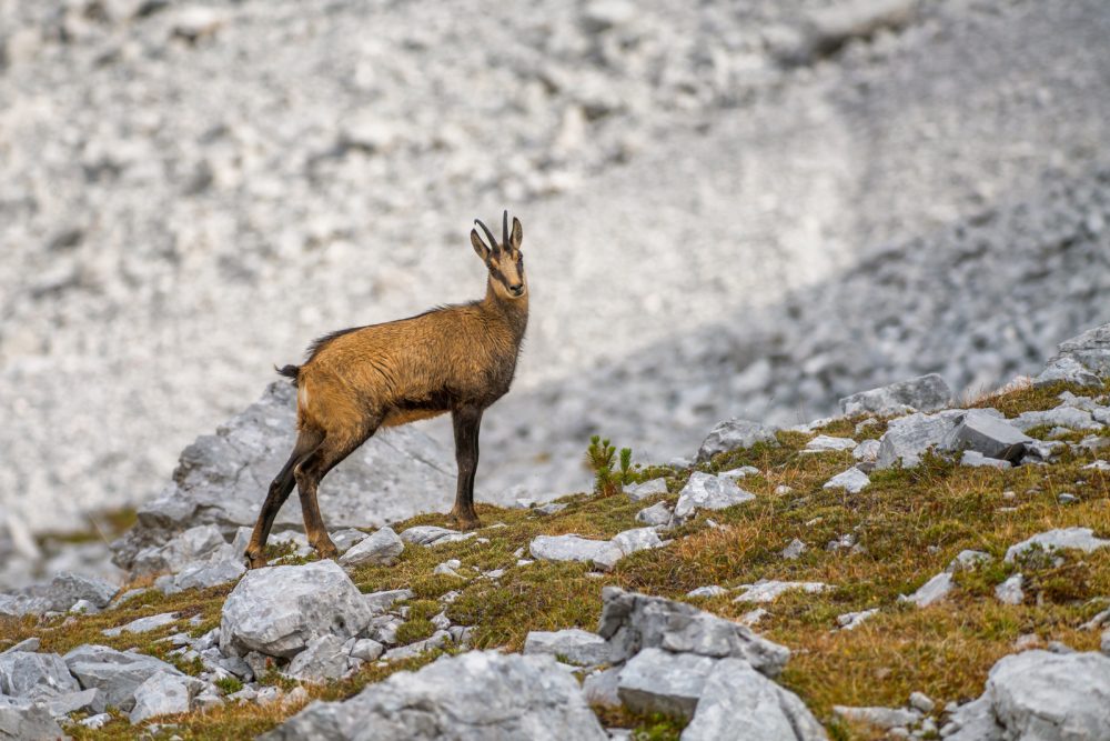 Gemse Nordkette