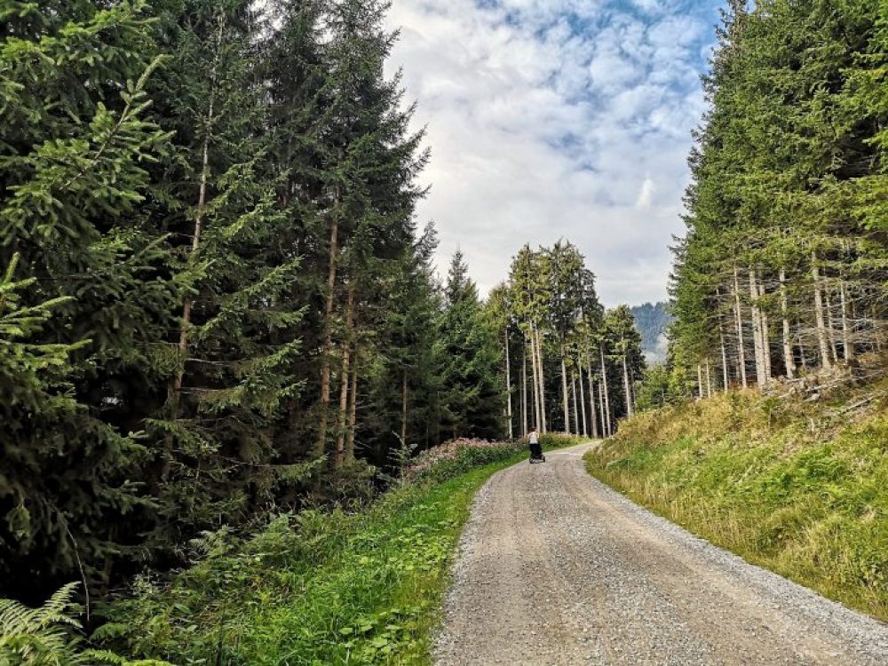 Forststraße zur Umbrüggler Alm