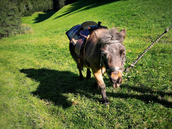 Ponyreiten Hasental