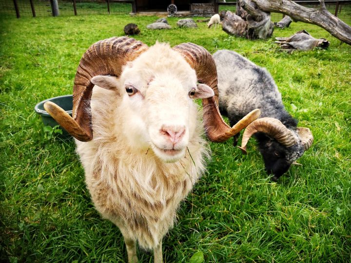 ein Schaf