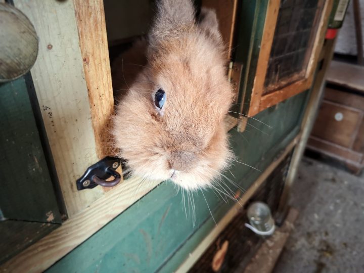 Kaninchen