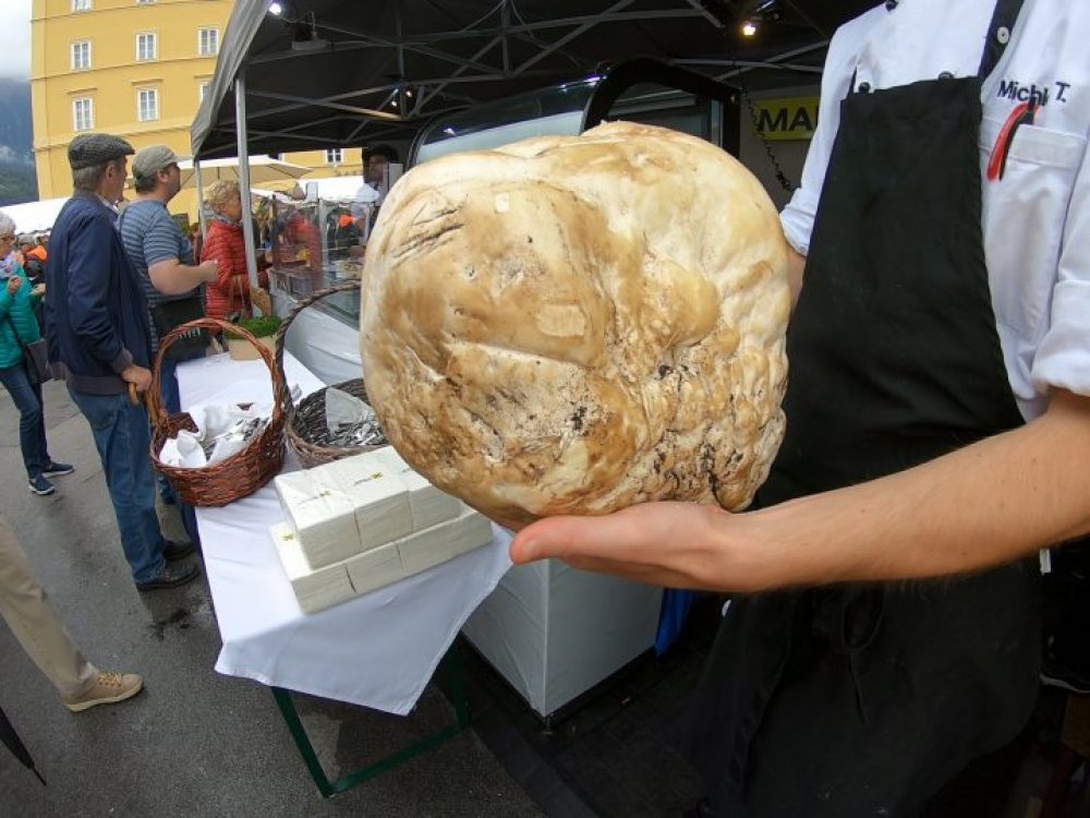 Mushroom Innsbruck Tirol
