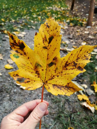 buntes Herbstlaub