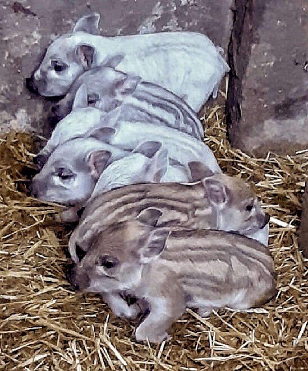 Mangalica-Ferkel