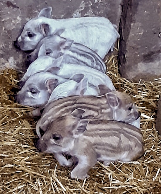 Mangalica-Ferkel