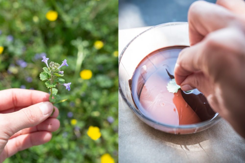Gundelrebe wächst oft auch im Garten.