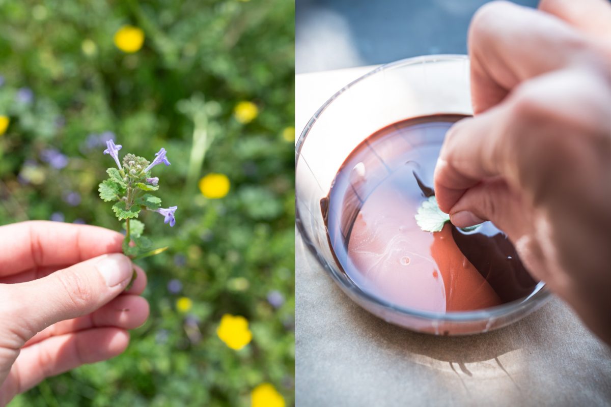 Gundelrebe wächst oft auch im Garten.