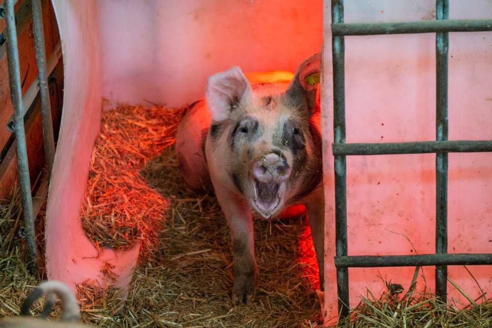 Bio-Schwein in Arzl
