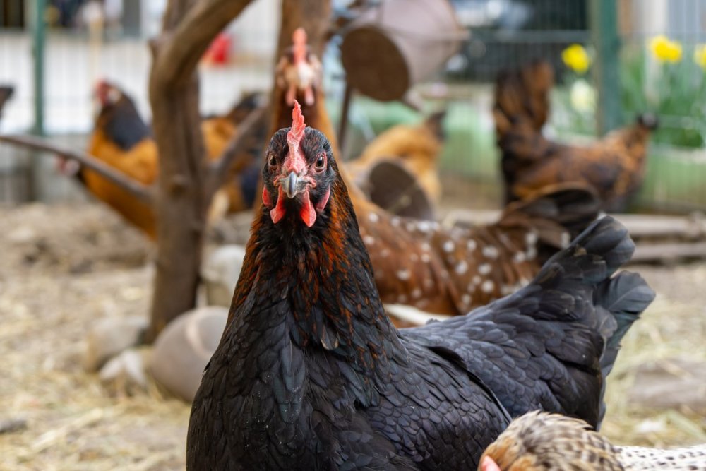 Bio-Huhn am Mallnhof Arzl