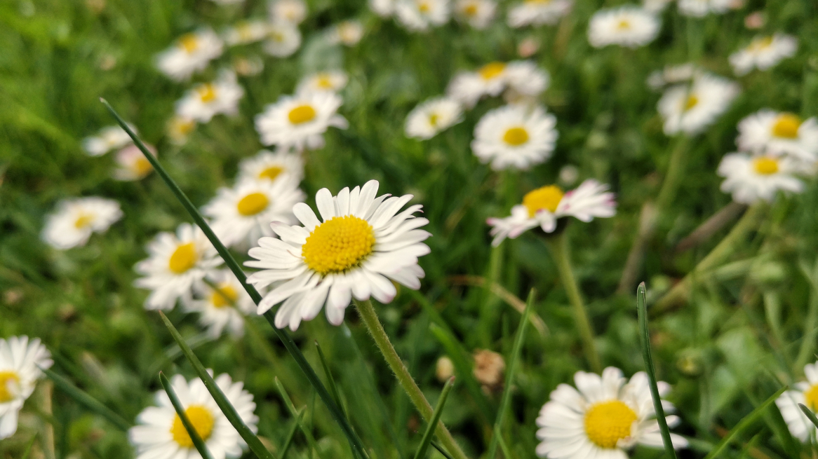 Gänseblümchen