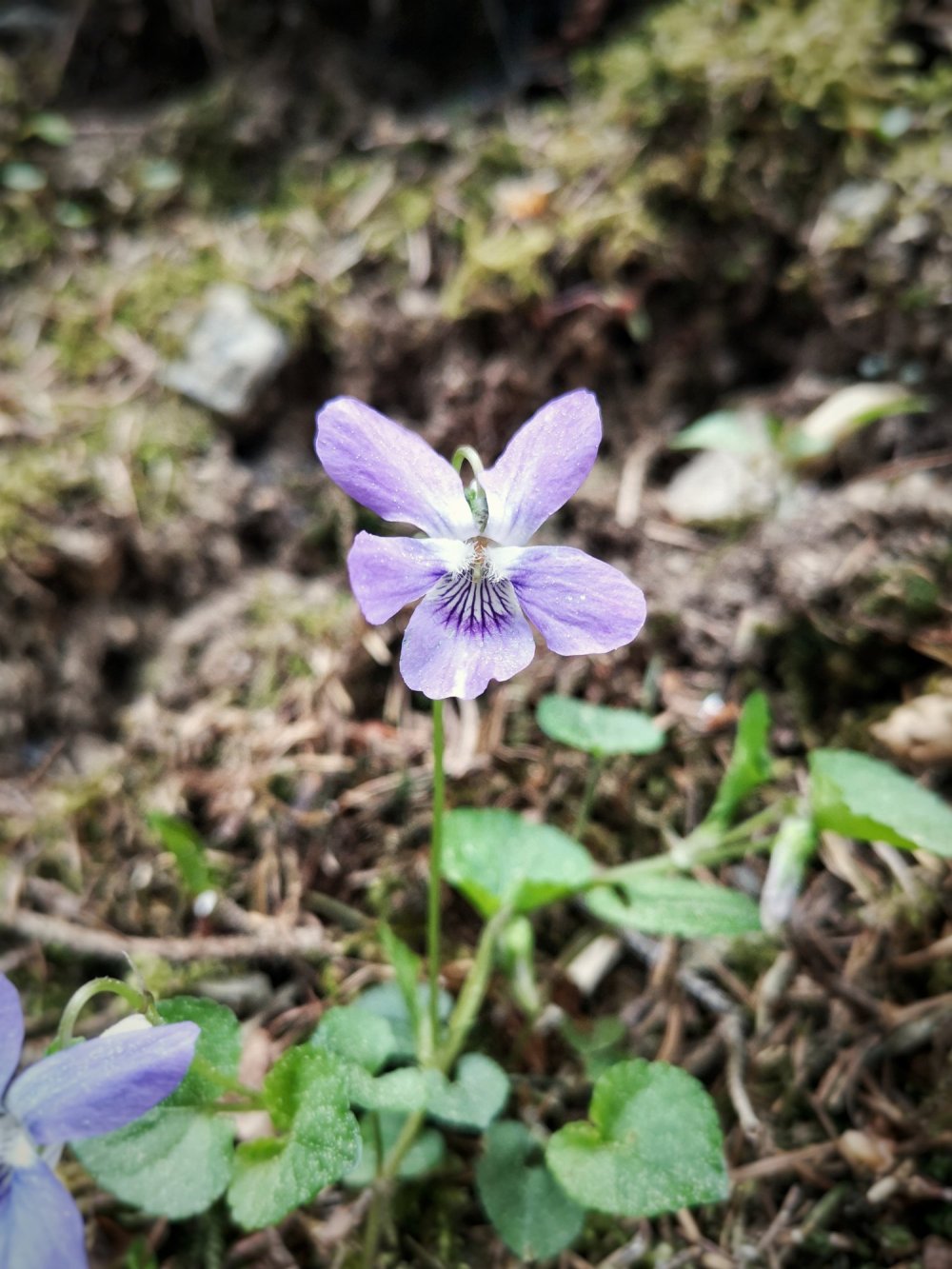 Veilchen