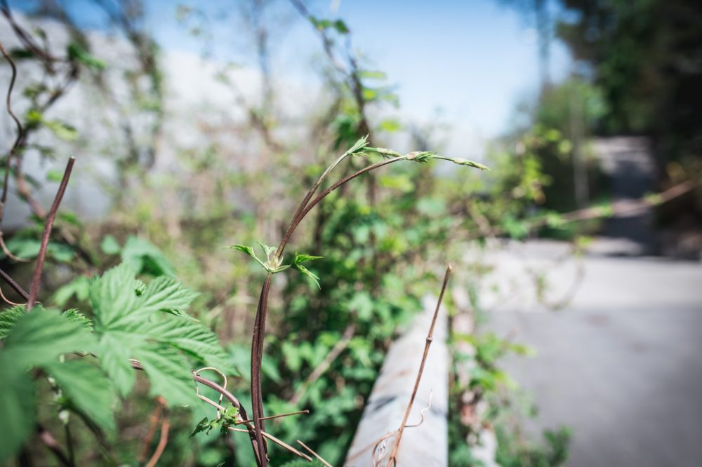 Hopfensprossen ranken oft am "Gestrüpp" empor. 