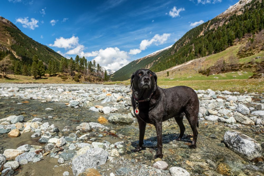 Amiga Hund Melach Lüsens