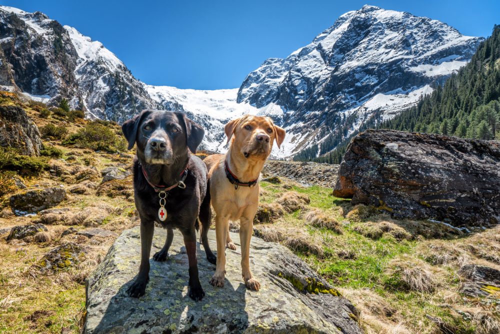 Labrador Hunde Lüsens