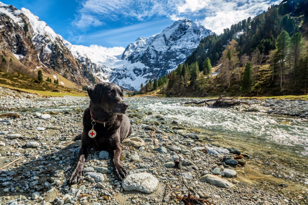 Lüsens Hund Amiga Fernerkogel
