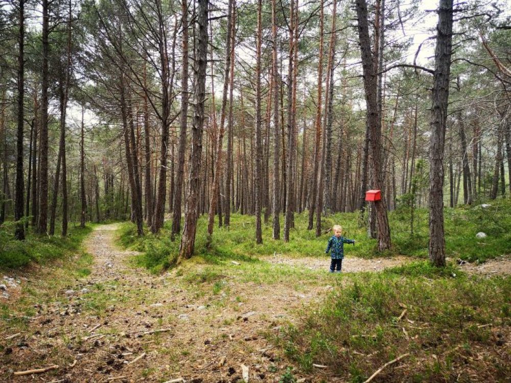 Kind im Wald zeigt den Weg