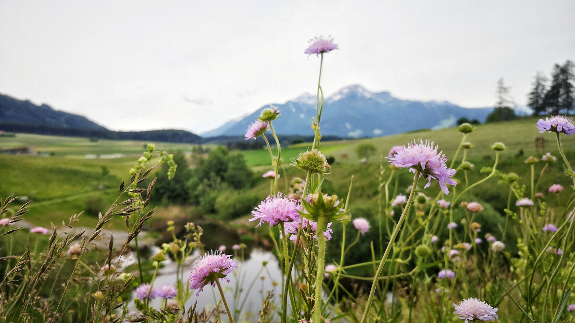 Blumen