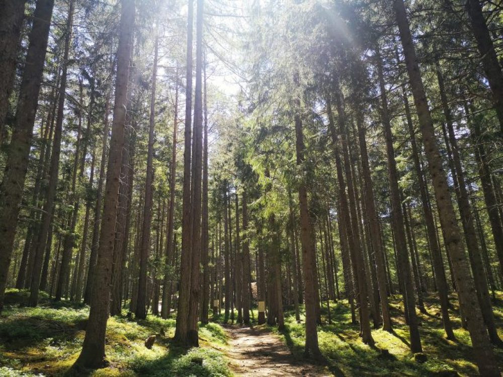 Wald