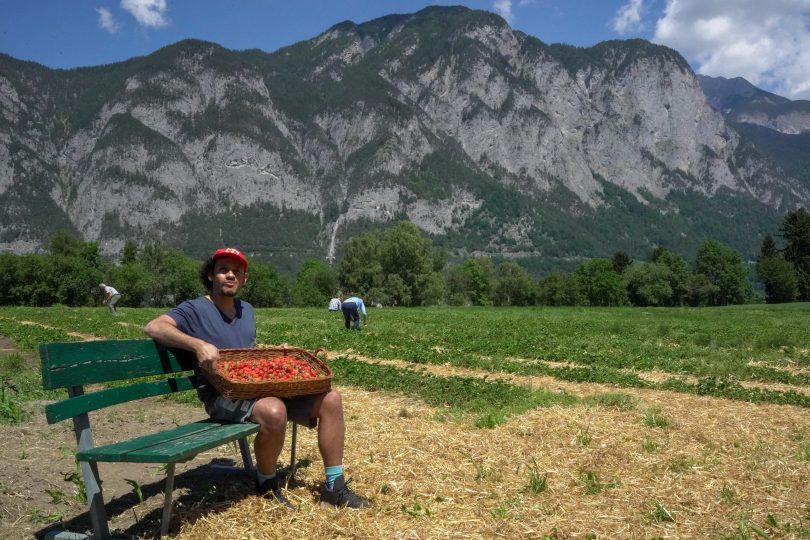 Erdbeeren selber pflücken in Tirol