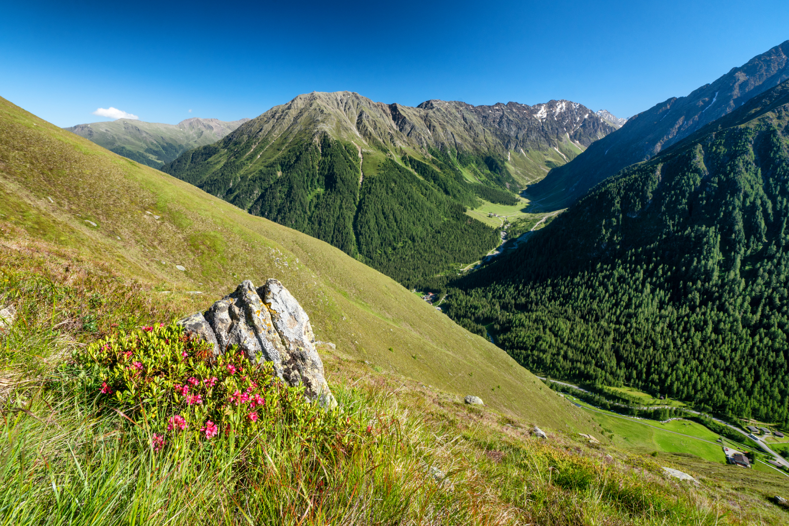 Almrosenblüte Sellraintal