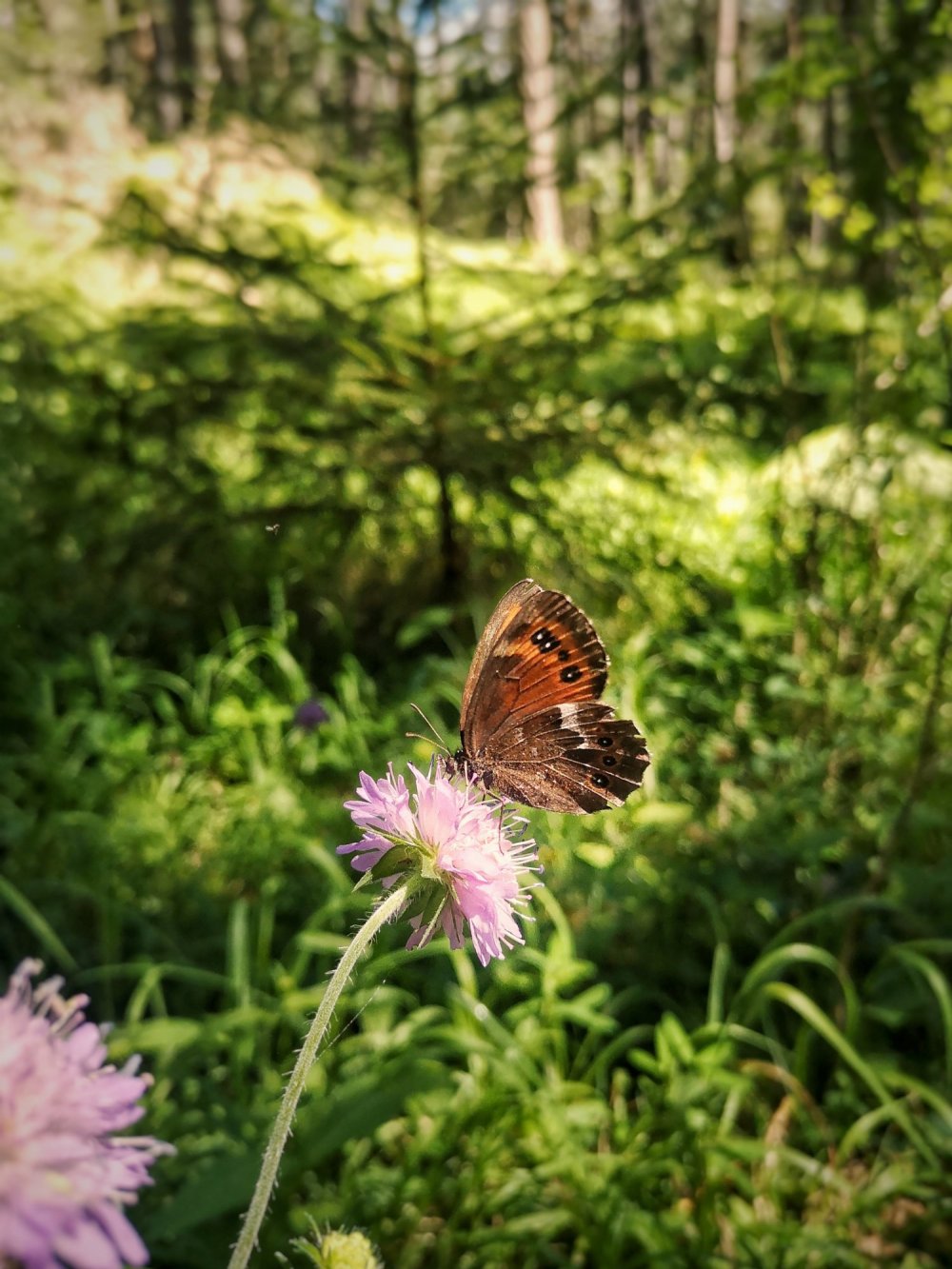 Schmetterling