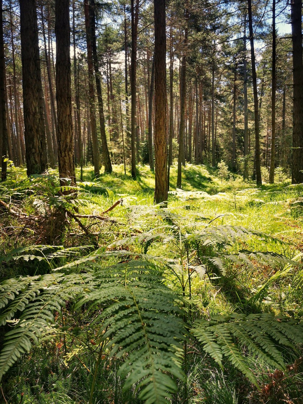 Wald