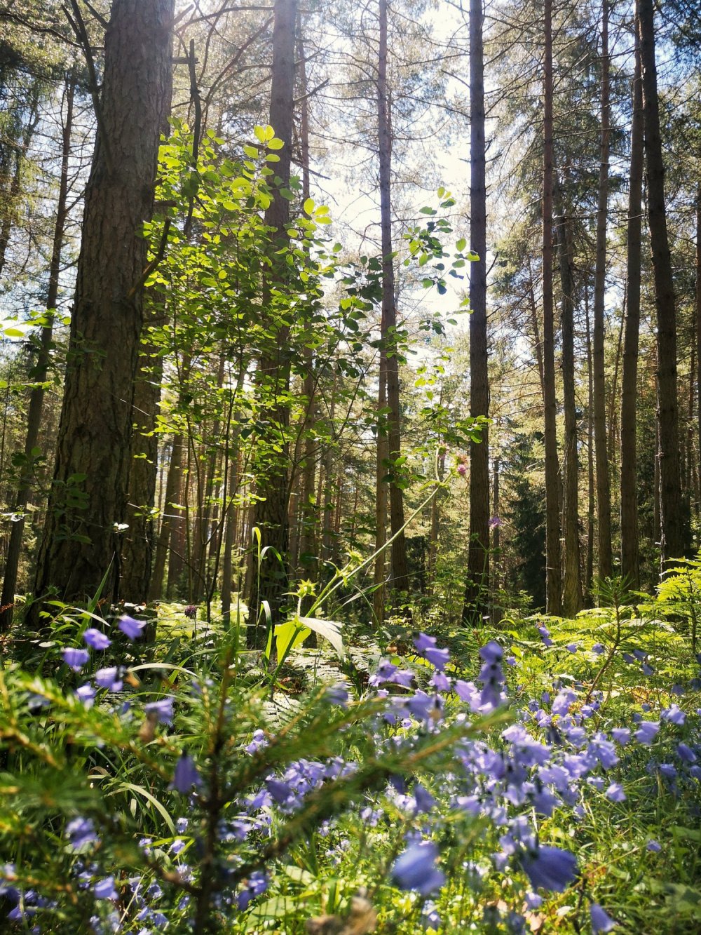 Wald