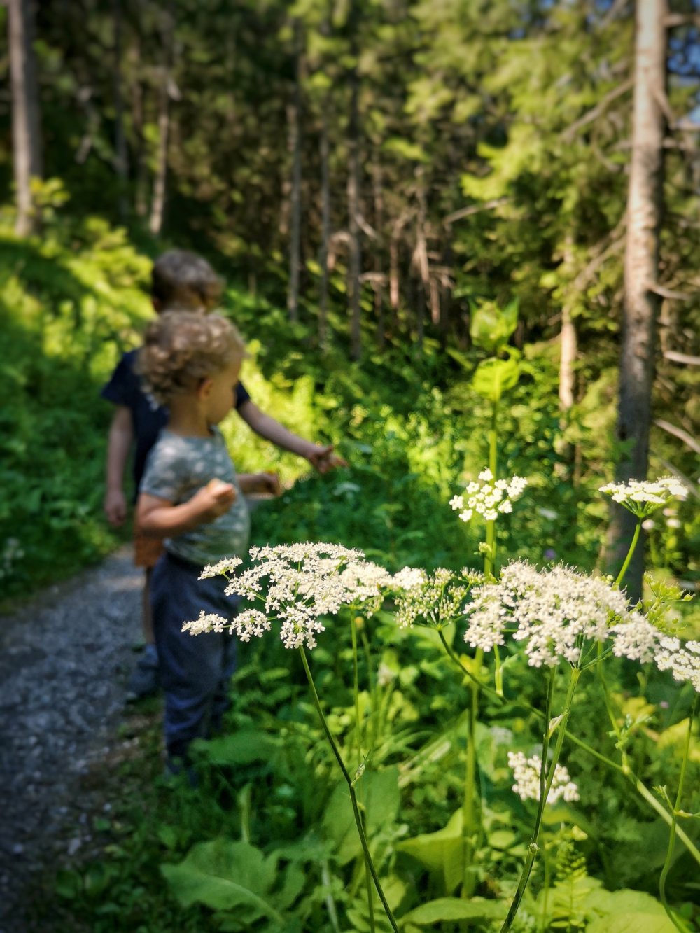 Rundwanderweg Alpinpark Angertalweg