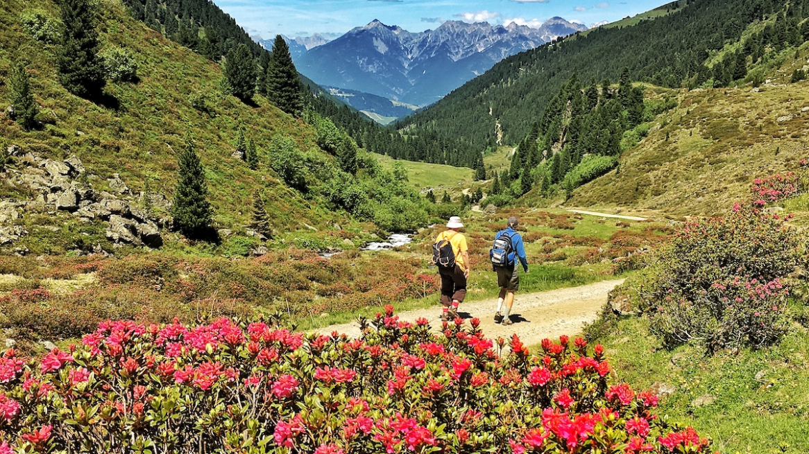 Wanderer-Fotschertal-m-alpenrosen