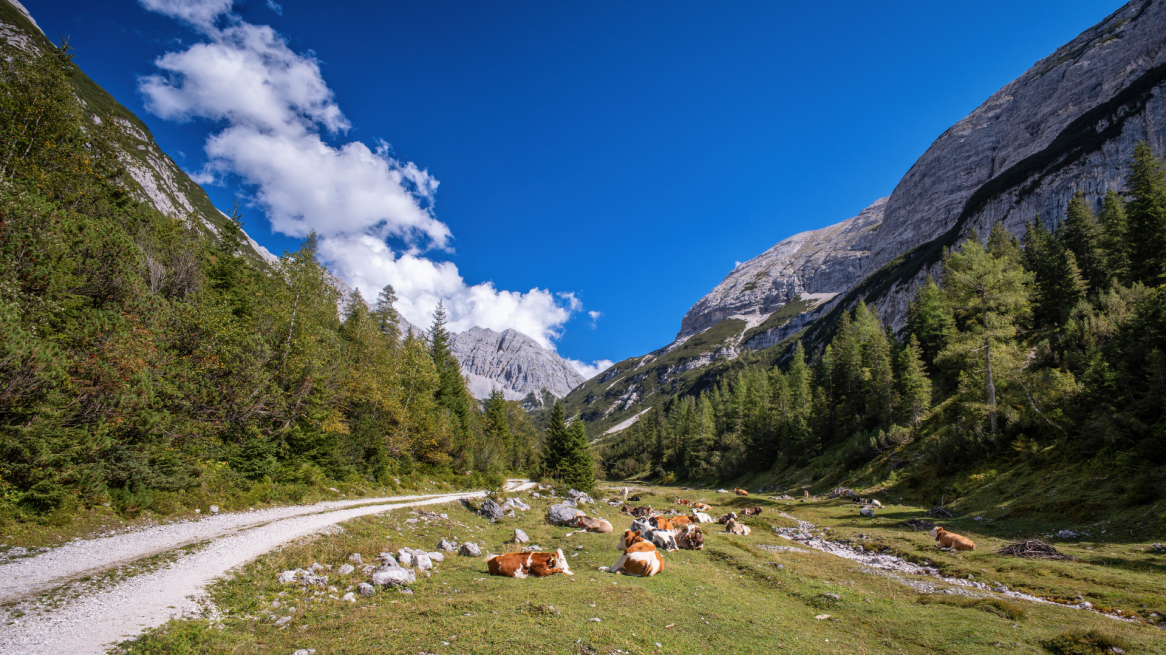 Kühe Samertal Karwendel