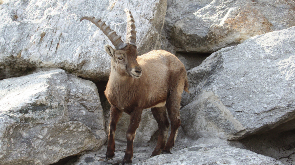 Alpenzoo Innsbruck