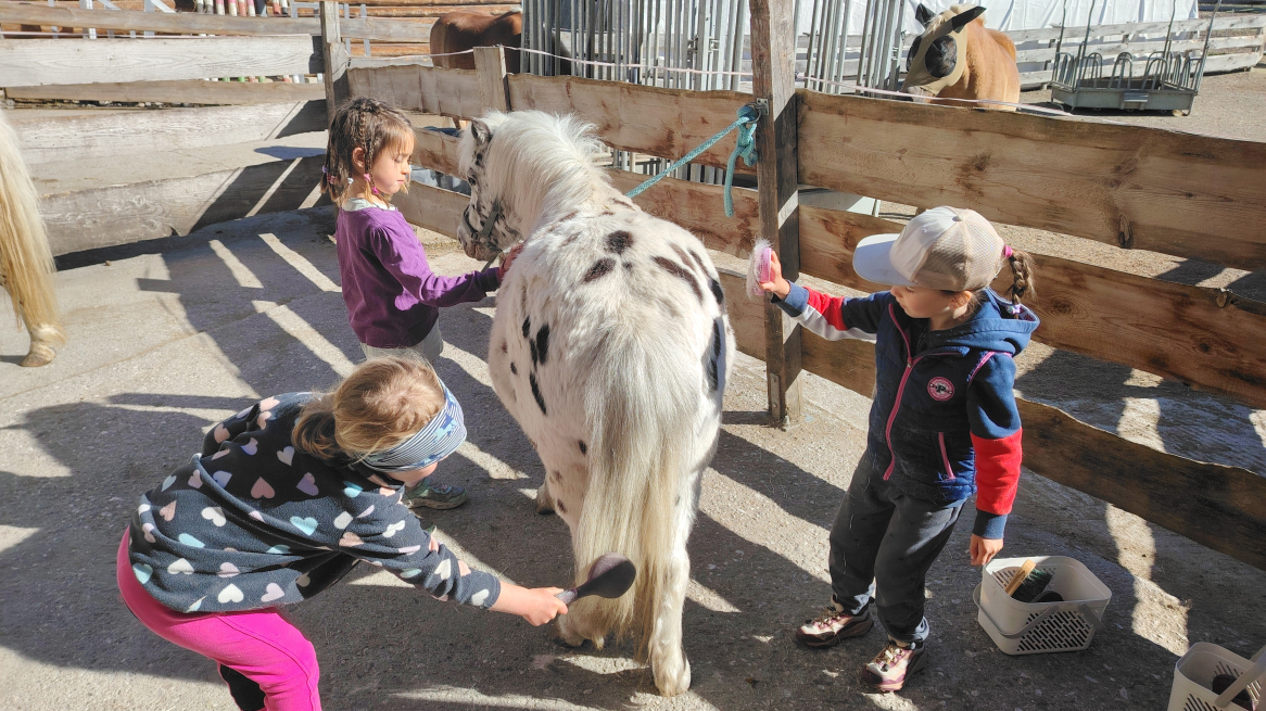 Beim Putzen der Ponys
